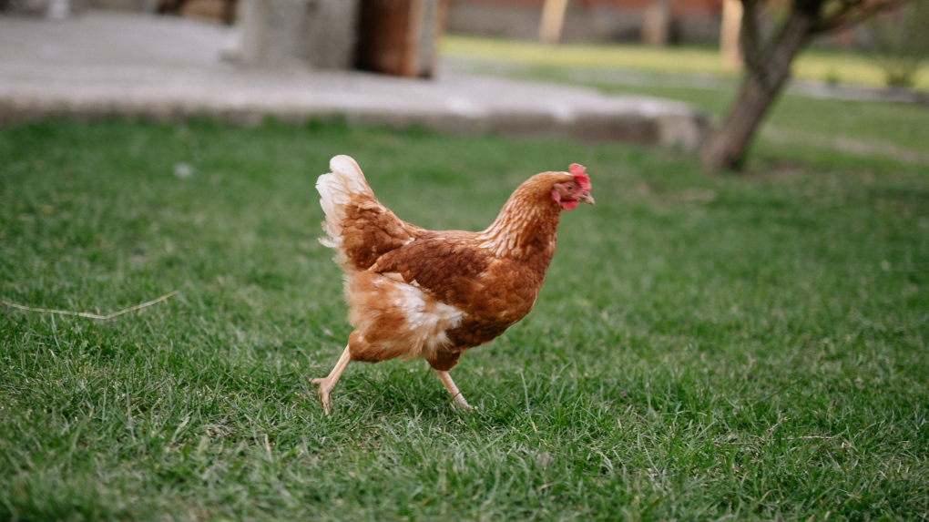 Image of a chicken walking backwards